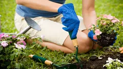 Vilka växter ska du inte plantera bredvid varandra? Trädgårdsmästarens regler