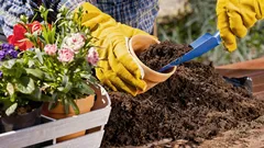 Grannarna kommer att tro att det är dyrt: blommor som skapar känslan av en exklusiv trädgård