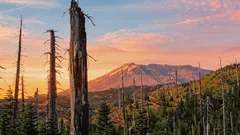 Vulkanbränd mark fick nytt liv efter ett experiment: över 40 000 växter växer där