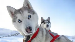 Ovanlig skönhet: 3 hundraser som får dig att bli kär vid första ögonkastet