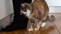 Varför katter gillar att gnugga huvudet mot sina ägare: En zoolog avslöjar vad gesten betyder